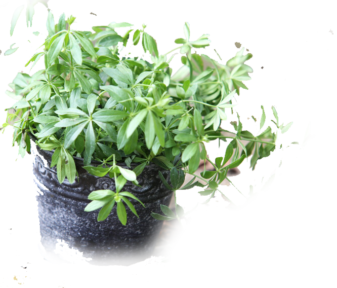 waldmeister